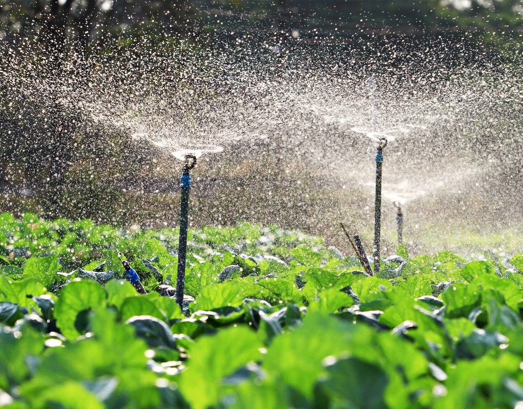 Sprinkler system watering plants