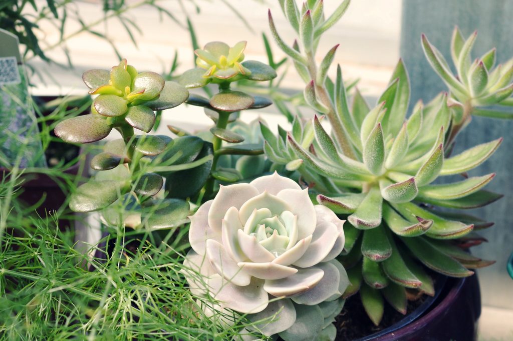 Succulent arrangement