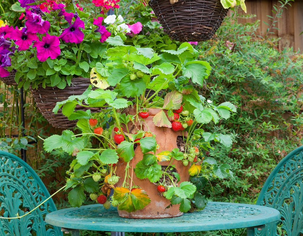 A terracotta pot made into a strawberry tower, with holes in the side from which strawberry plants grow, on a table in a garden