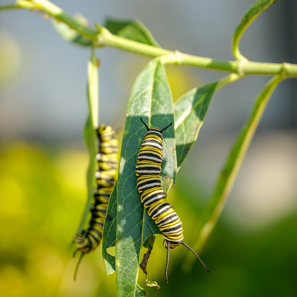 monarch caterpillar on milkweed