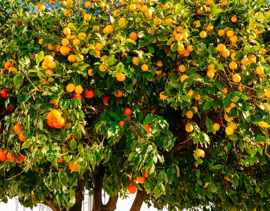 A tree with orange and yellow fruit