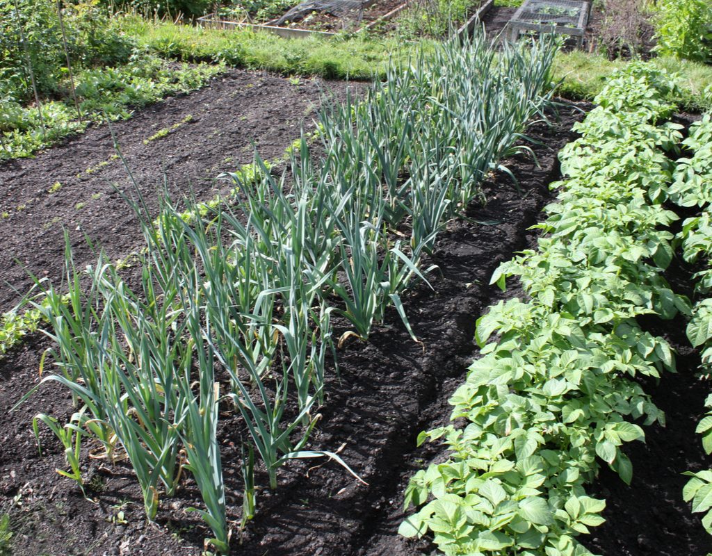 neat rows of vegetables in a garden