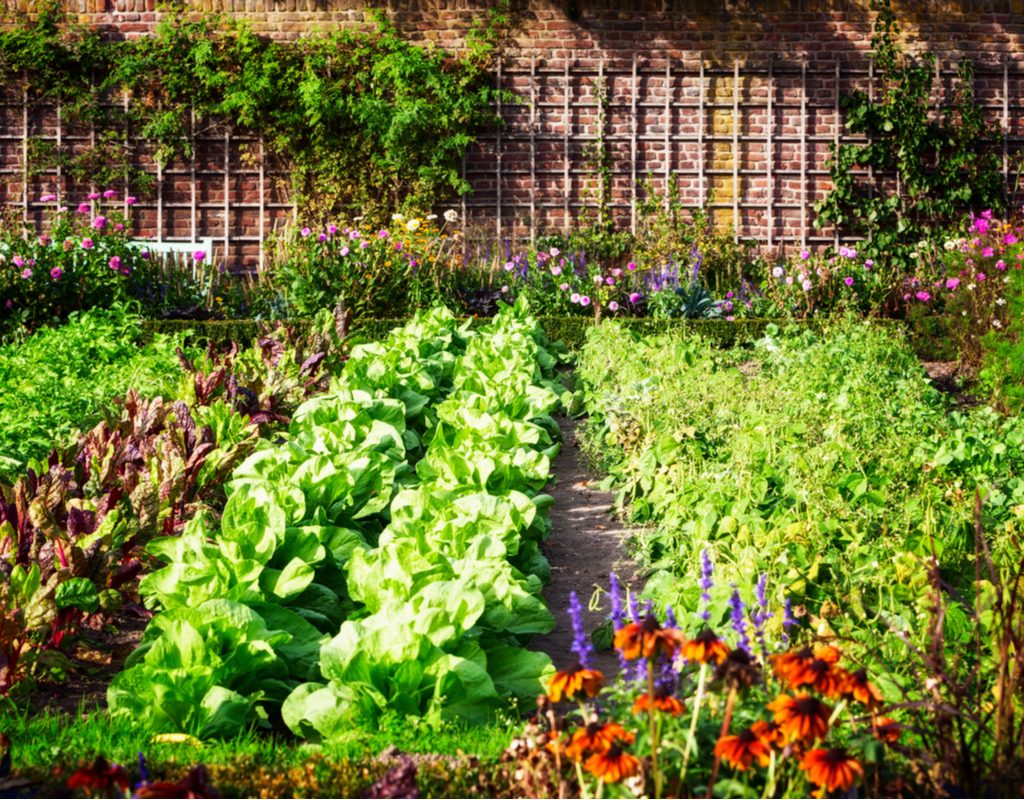 View of a vegetable garden