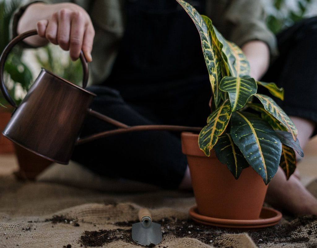 Using a watering can to water a plant