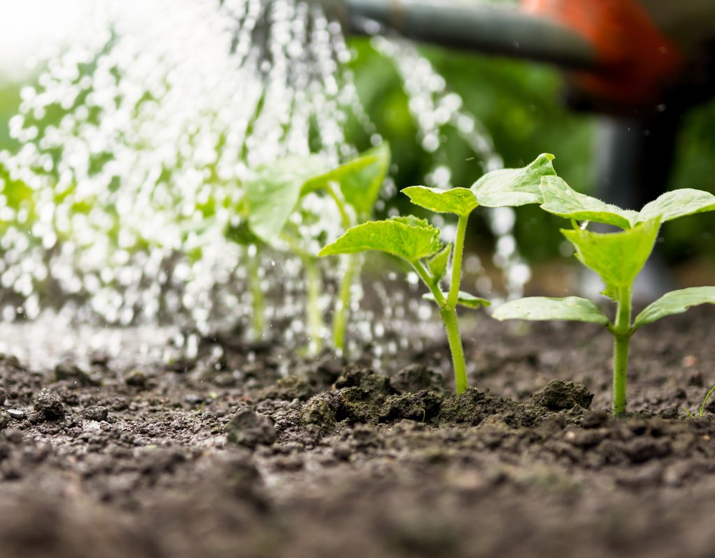 Sprinkler watering garden seedlings