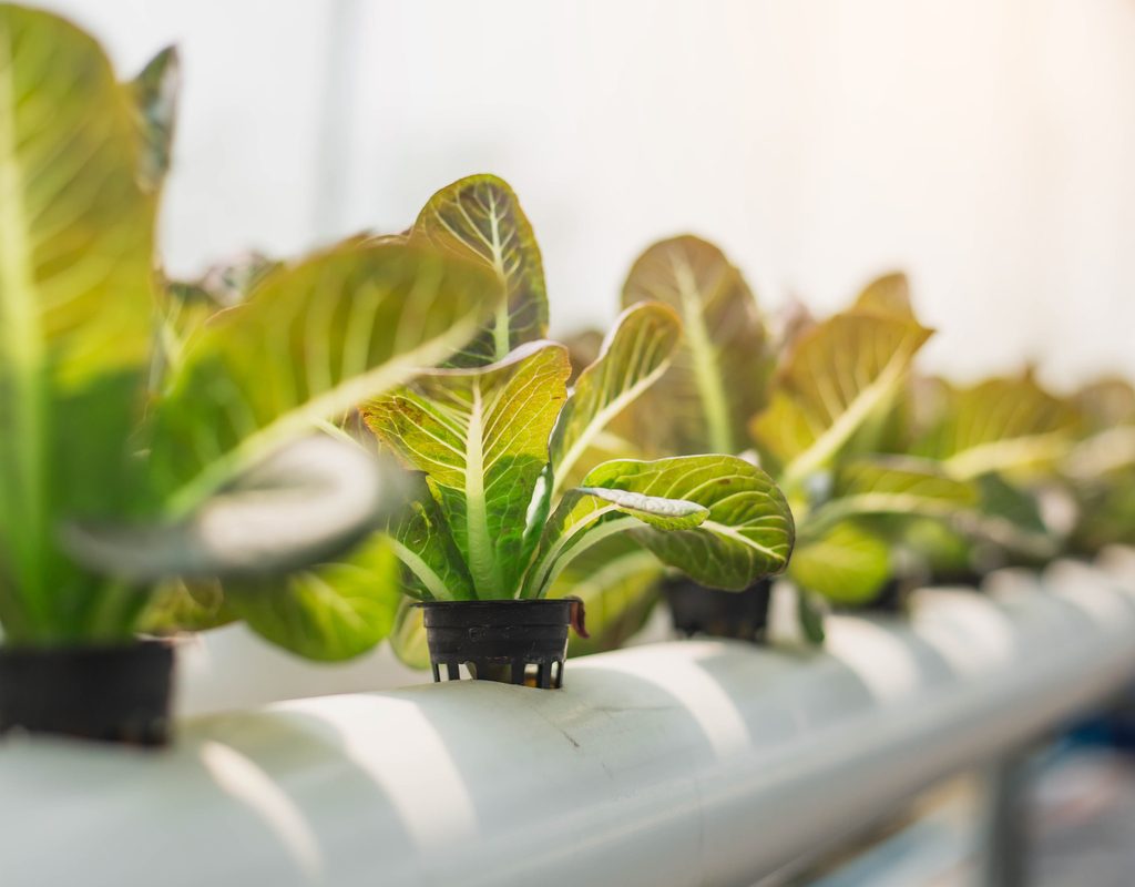 White pipe with plants growing from holes in the side