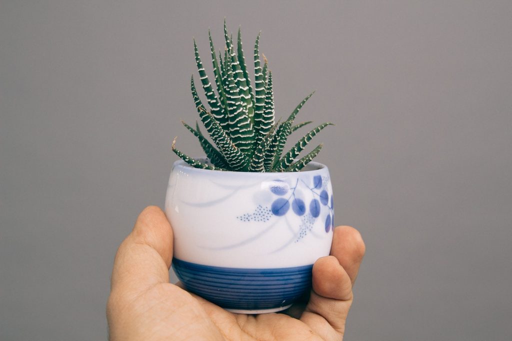 A person holding a small aloe vera plant in a blue and white ceramic pot