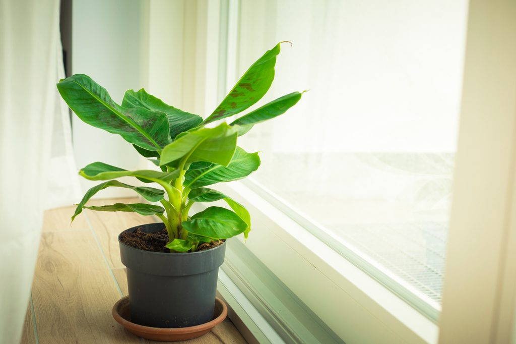small banana plant growing indoors