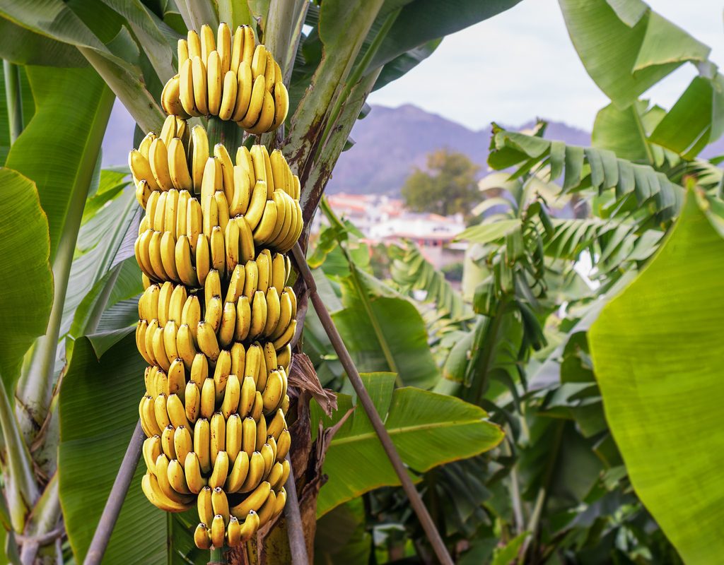 banana tree with ripe fruit
