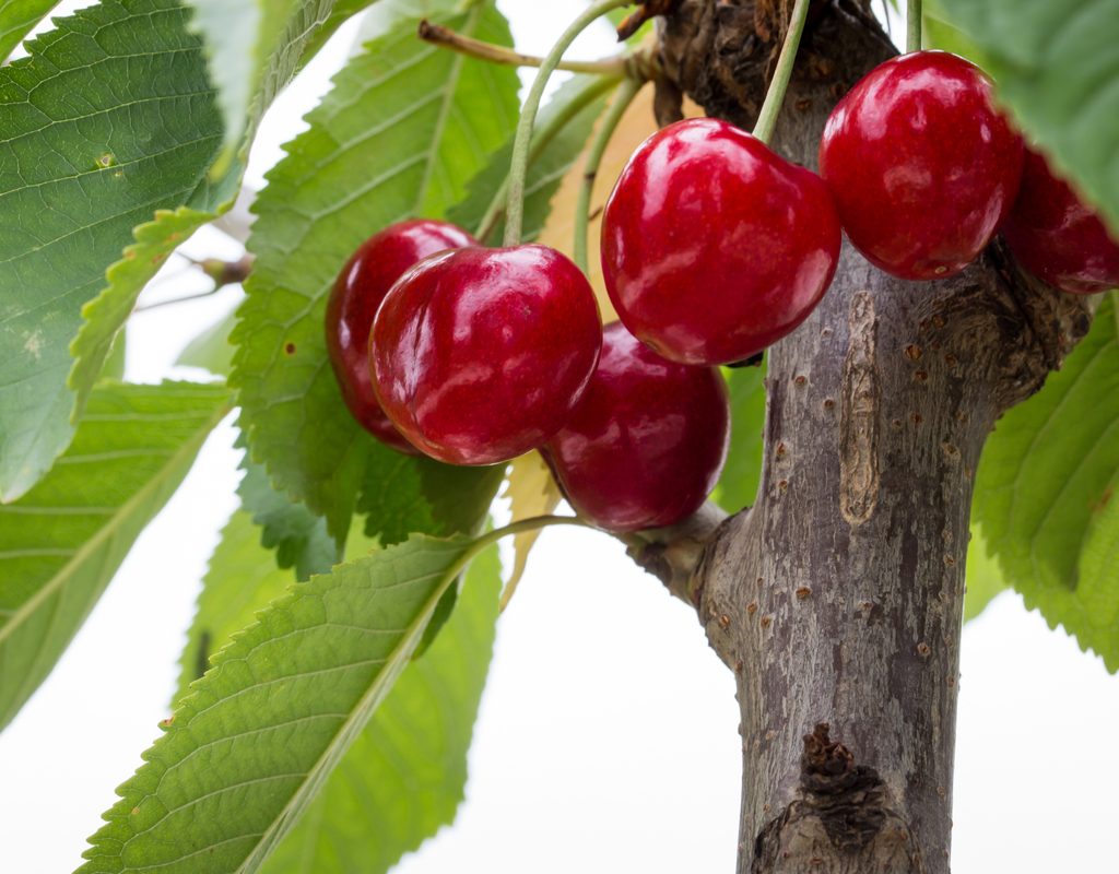 Glossy dark red Bing cherries growing on a tree