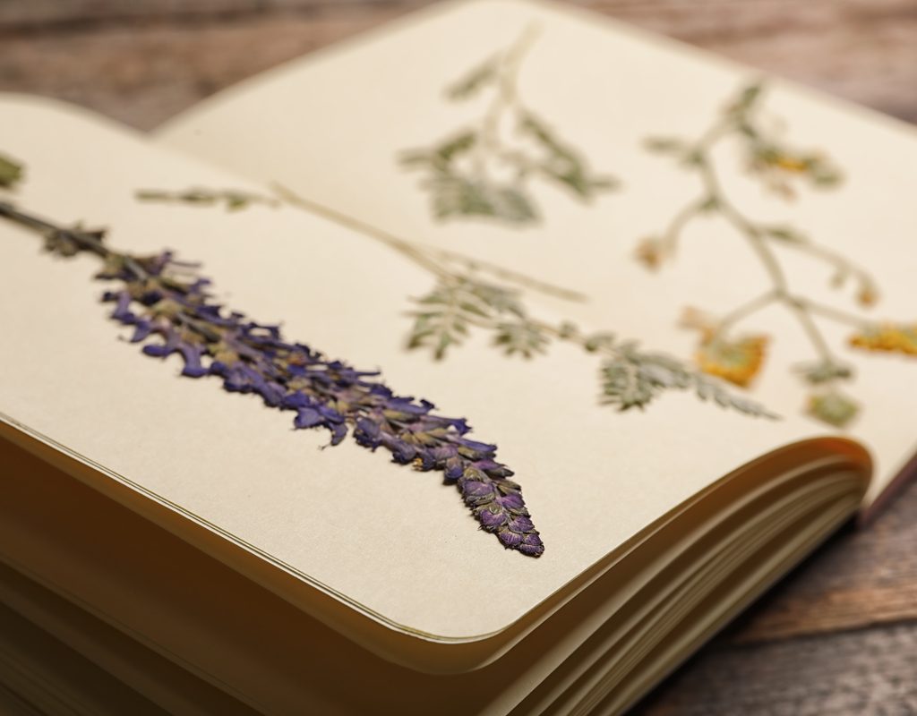 Book lying open on a table with pressed lavender and yellow flowers inside