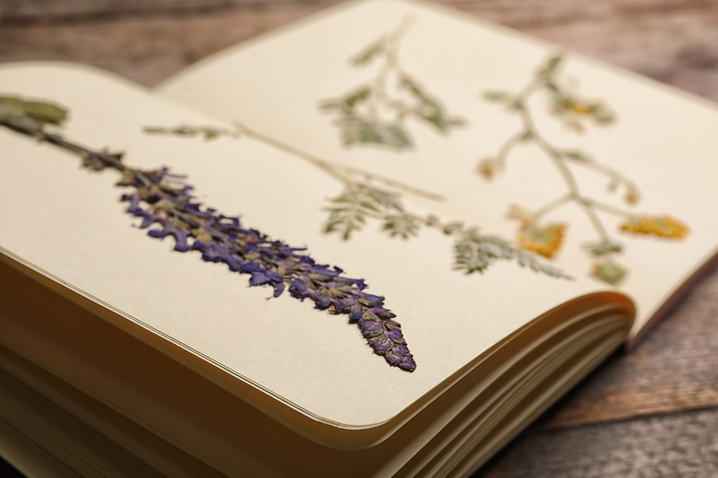 Book lying open on a table with pressed lavender and yellow flowers inside