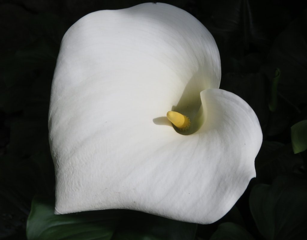 Closeup of a calla lily bloom