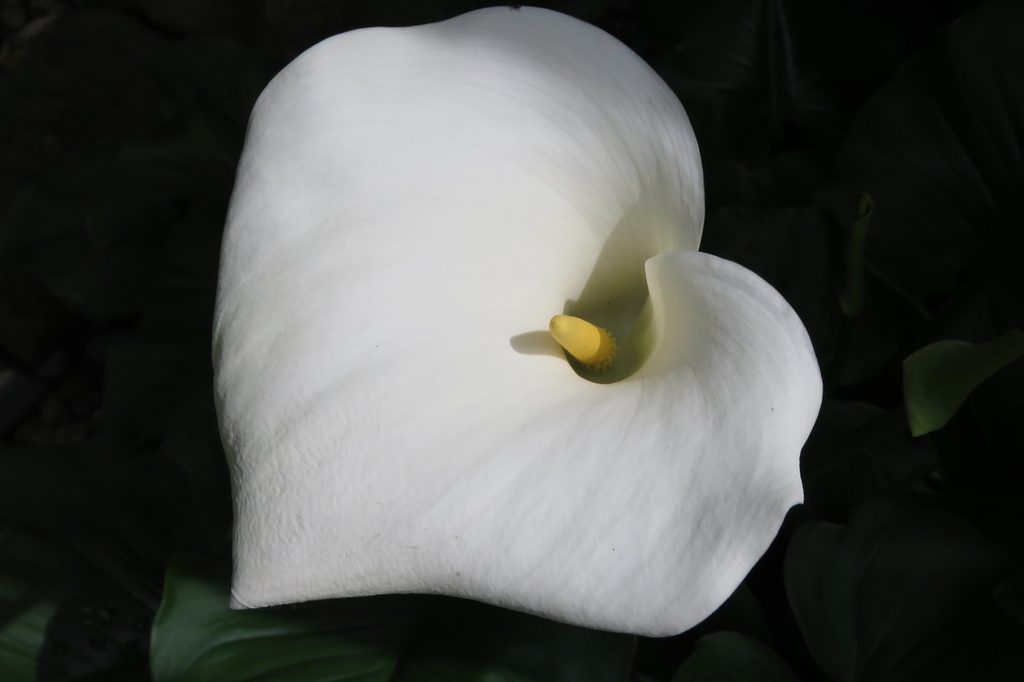 Closeup of a calla lily bloom