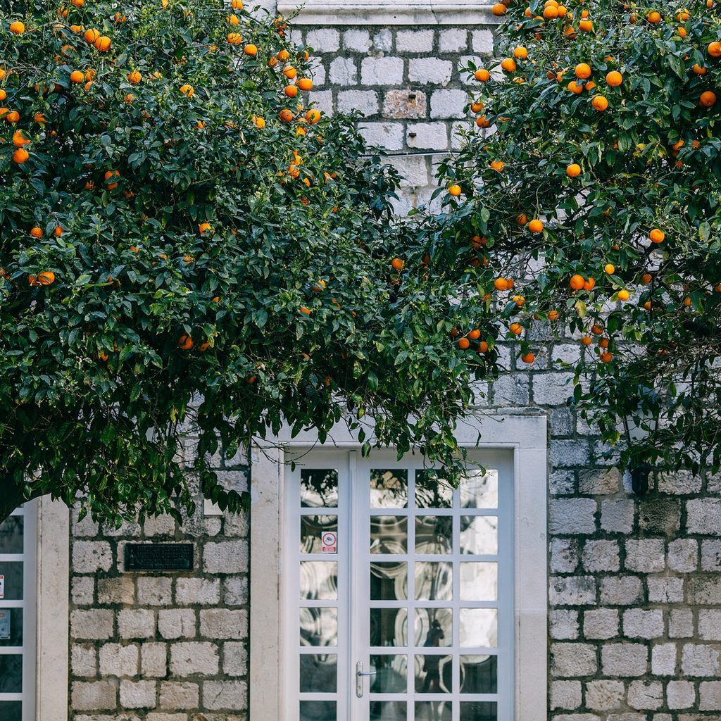 Lush Green Trees Near Wall