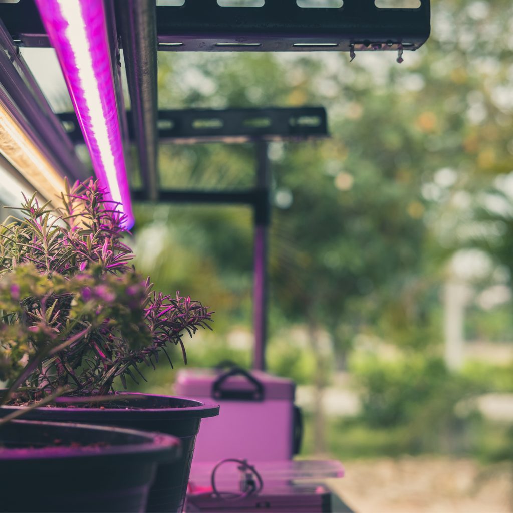 Colored grow lights above plants