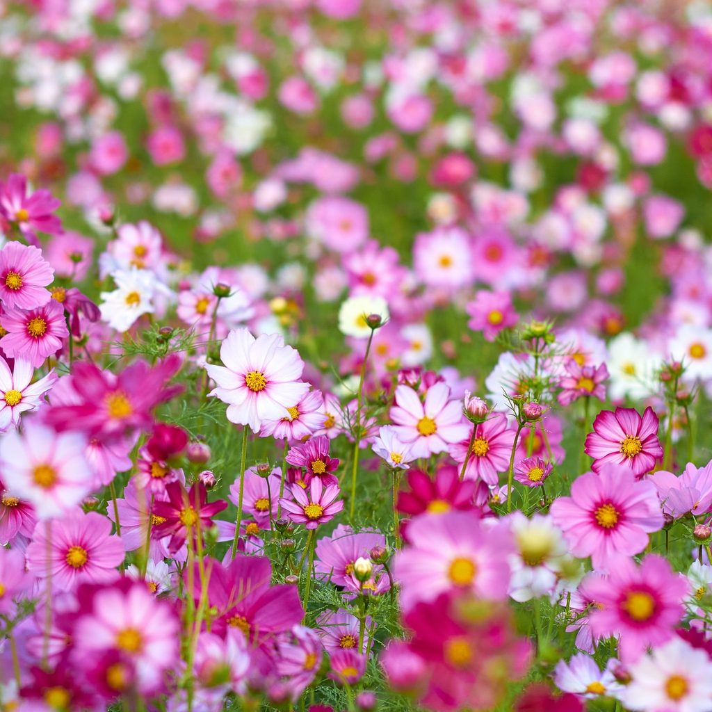 A field of pink and white cosmos