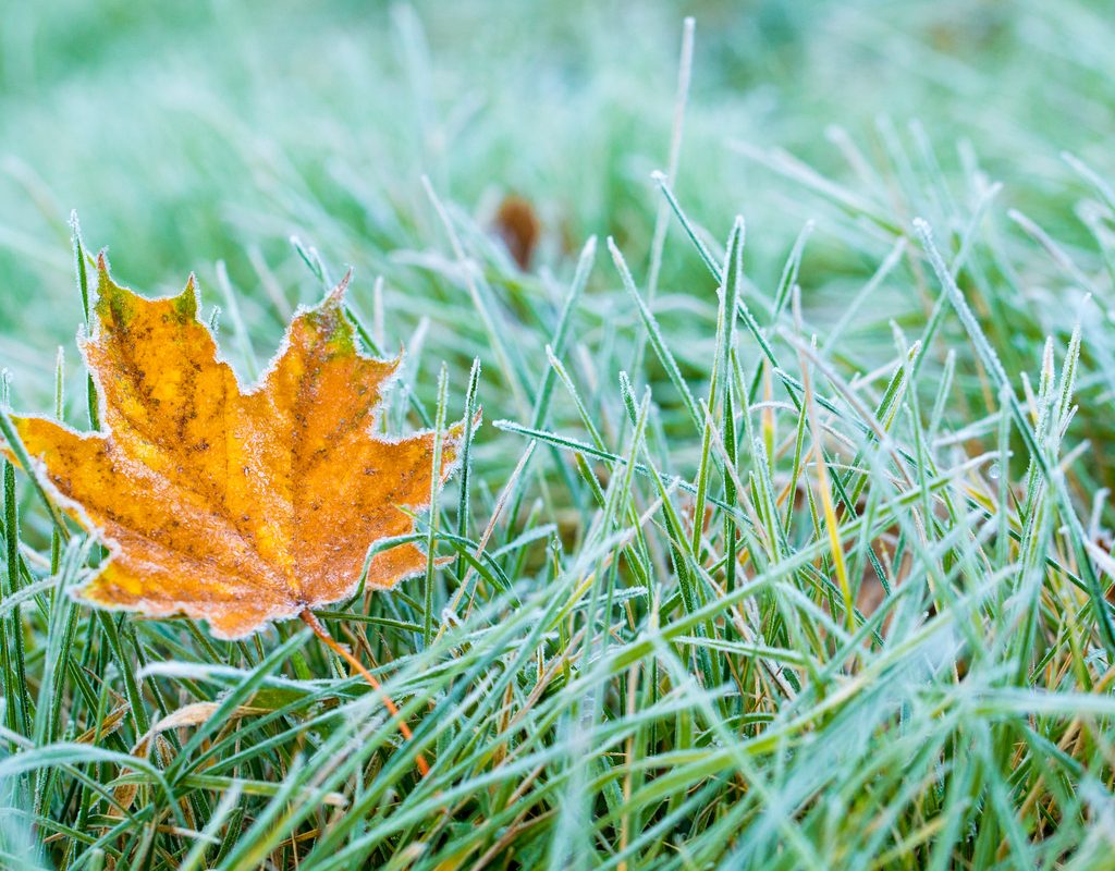 close up of a fallen leaf on frosty grass