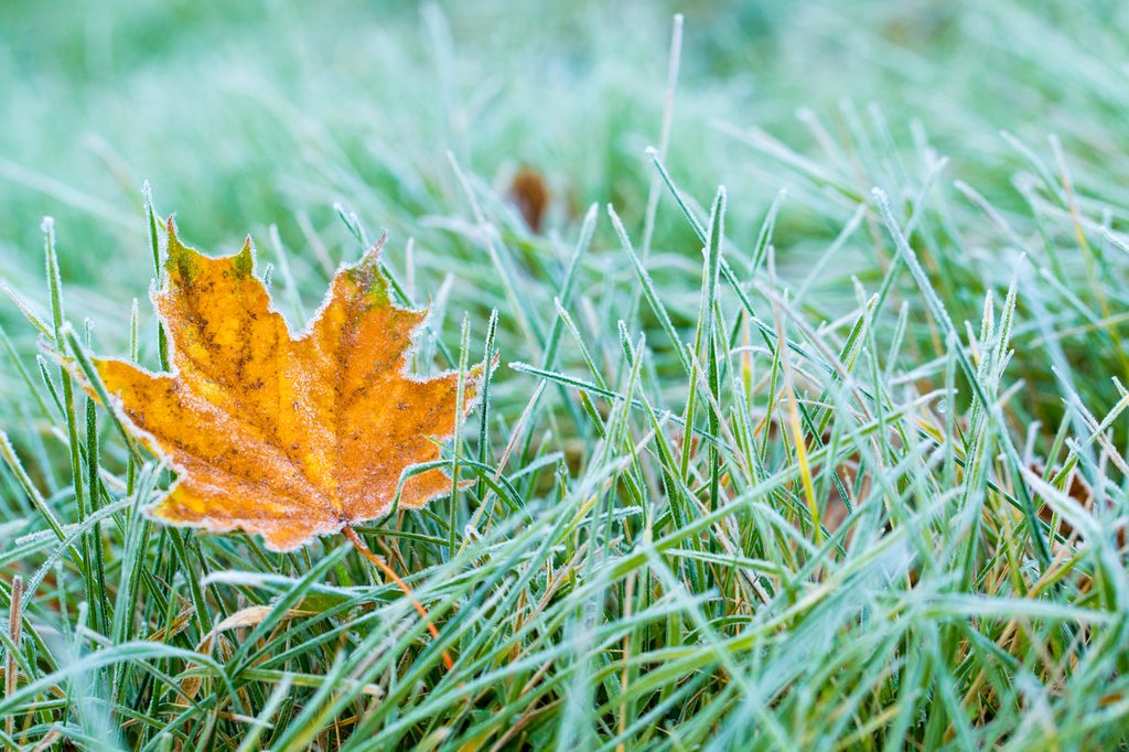 close up of a fallen leaf on frosty grass
