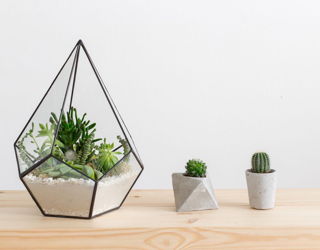 A glass terrarium and potted cacti