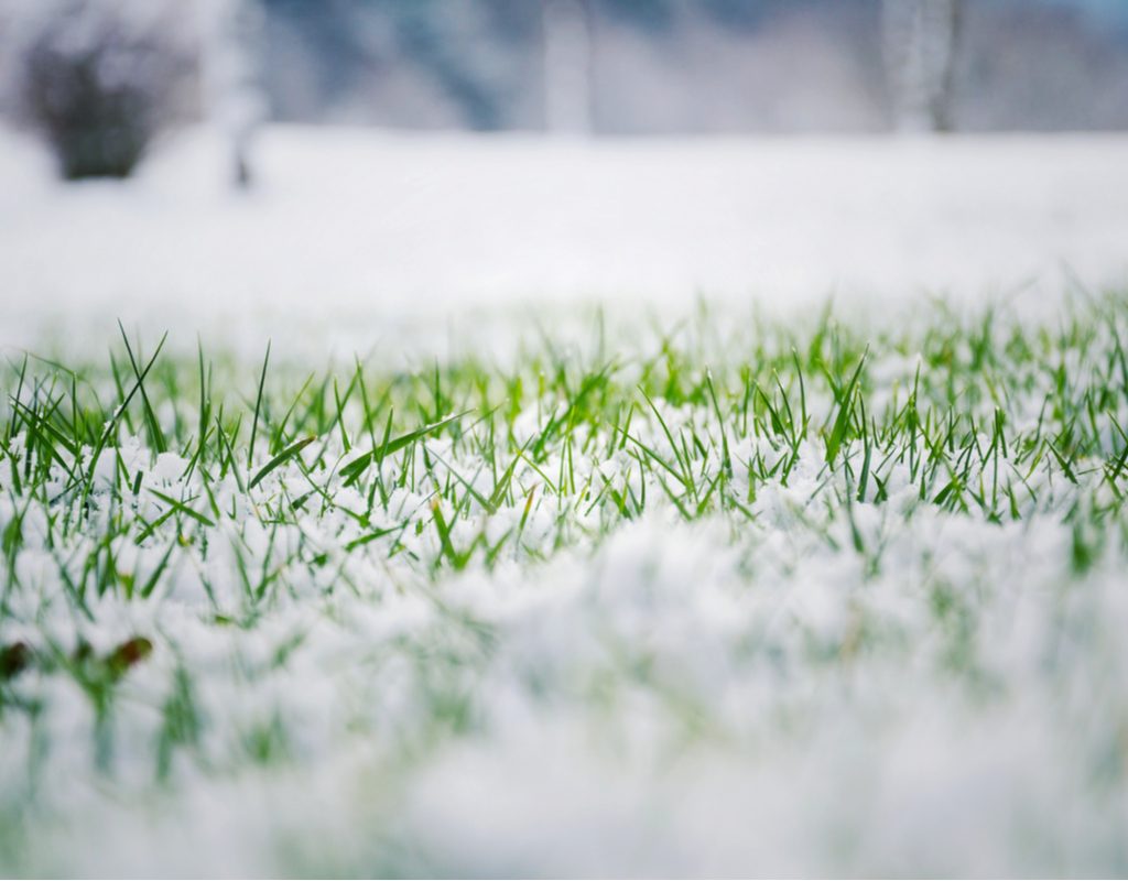 green grass with light snow cover