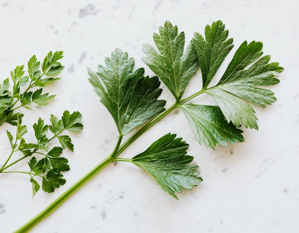 A harvested parsley sprig
