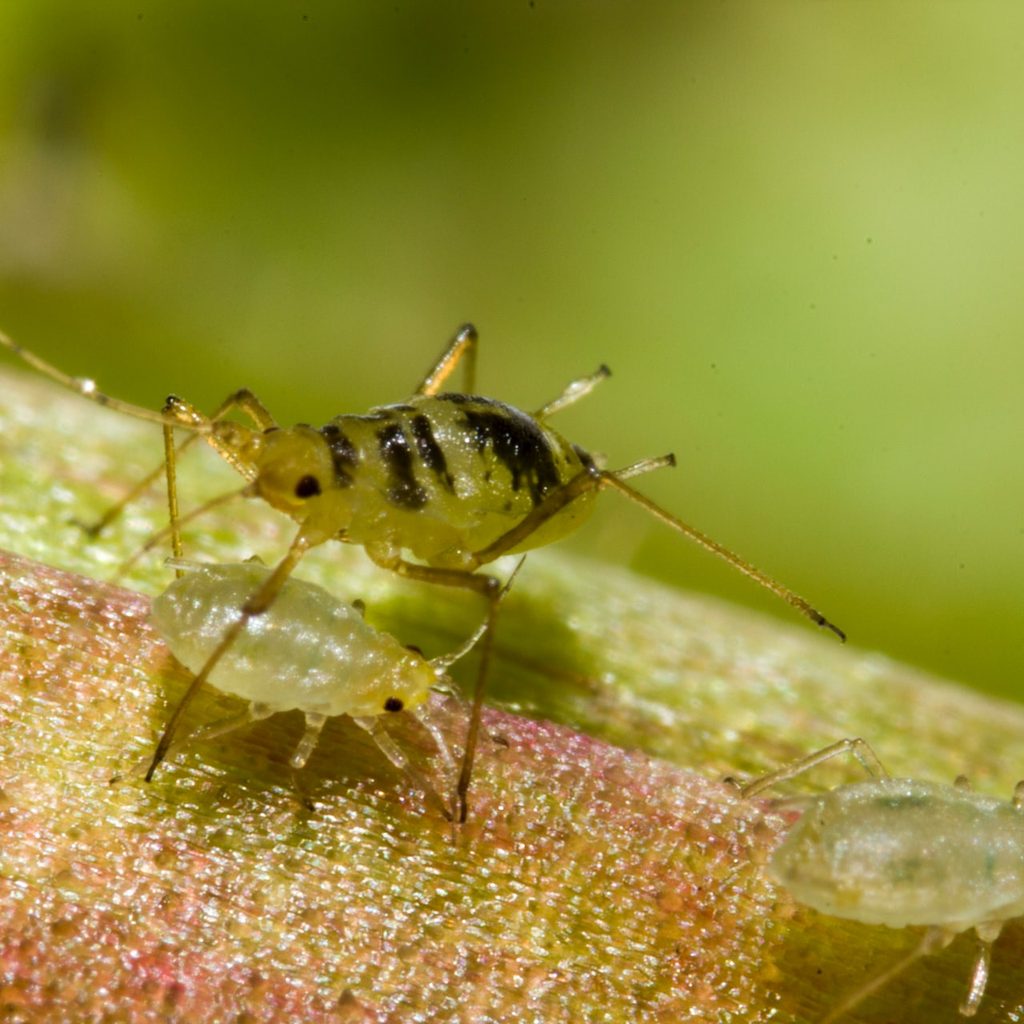aphids