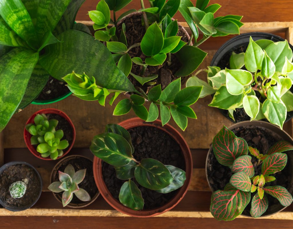 A top down shot of several small potted plants in a wooden box
