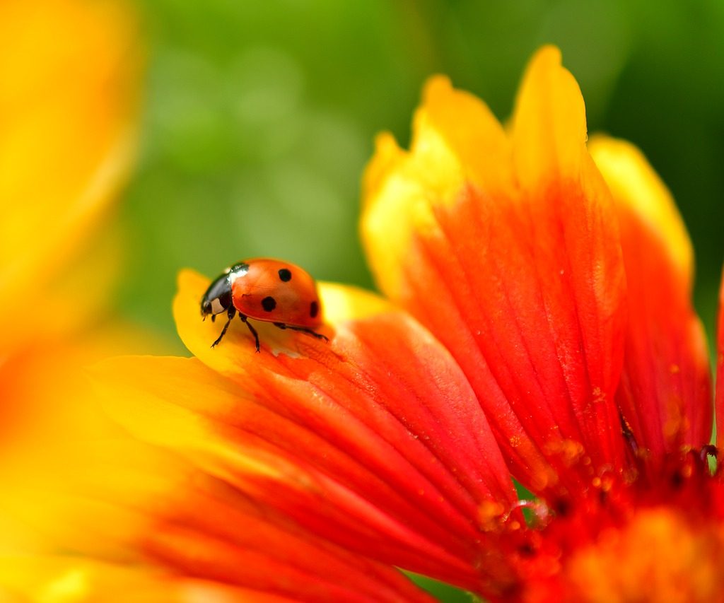 A ladybug on a red, yellow, and orange flower