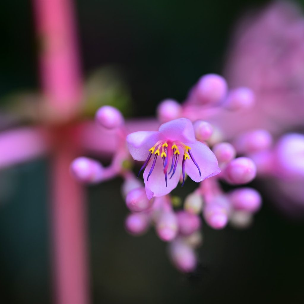 Medinilla magnifica bloom