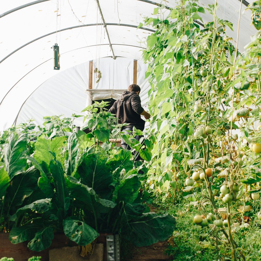 heating greenhouse with compost man working in