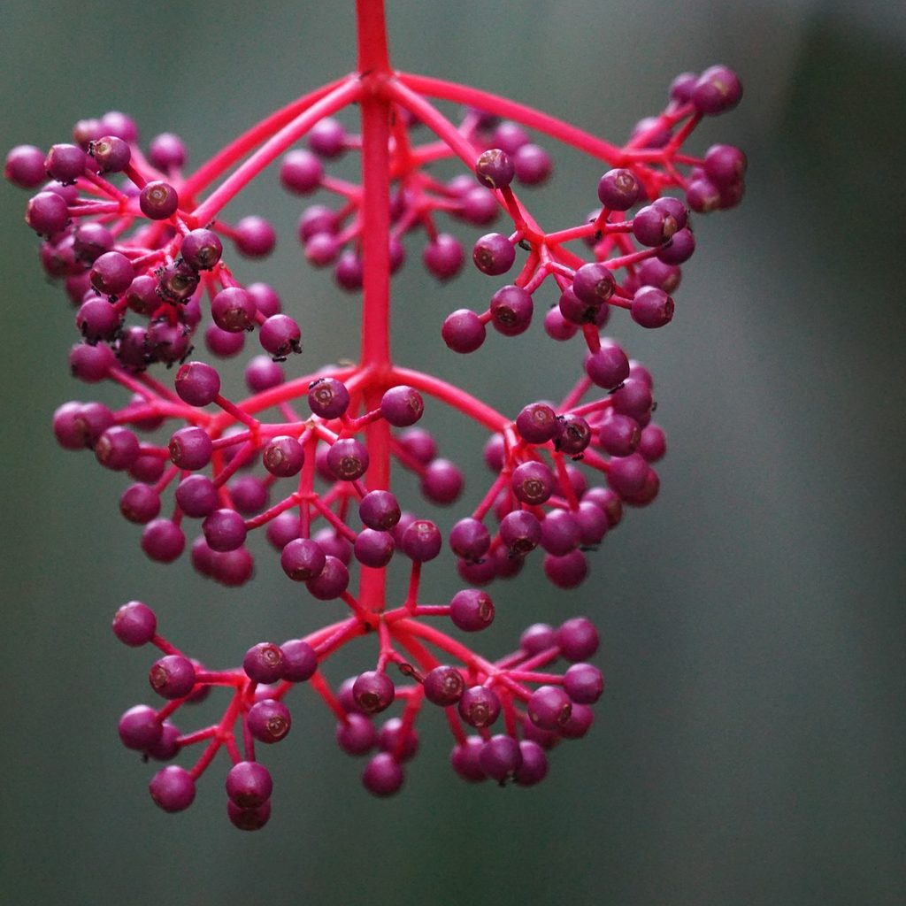 Medinilla magnifica panicle