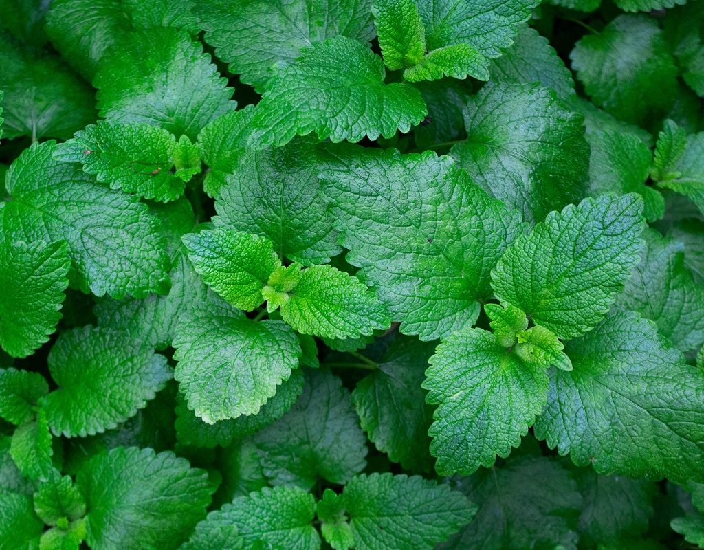 A closeup of mint plants
