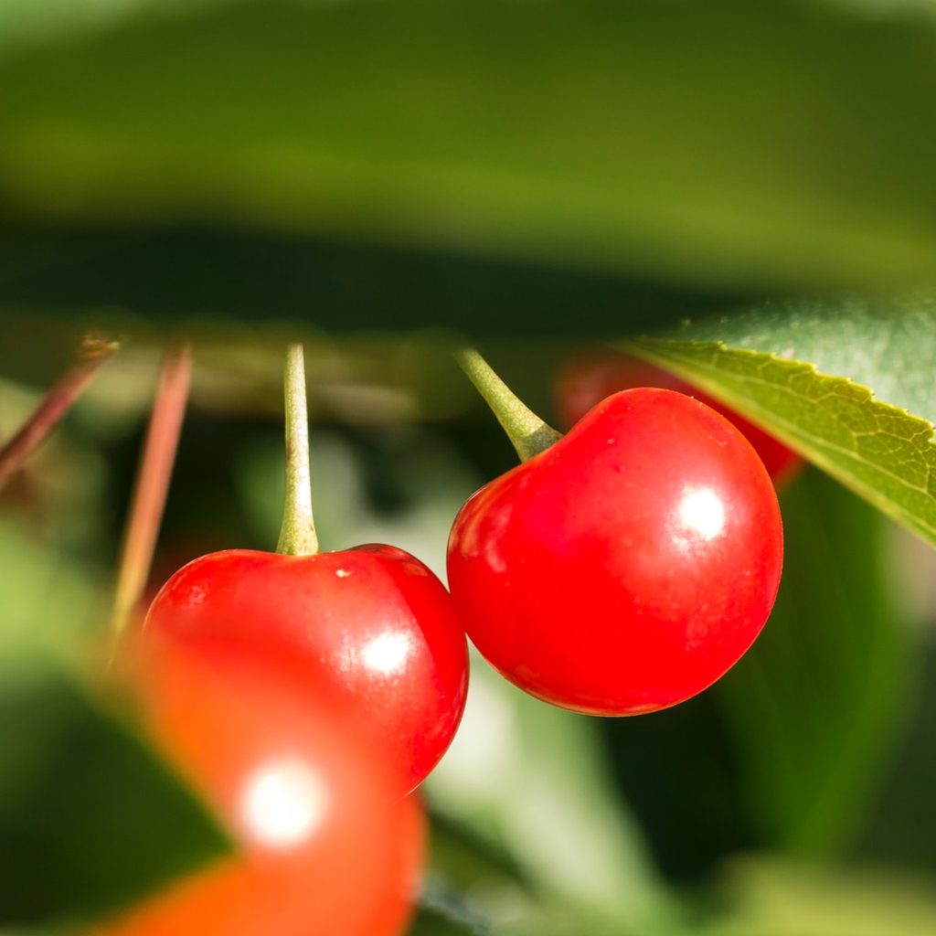 Bright red montmorency cherries on a tree