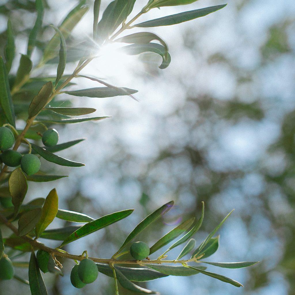 Green Branches With Olives