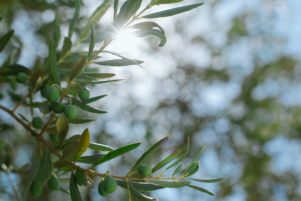 Green Branches With Olives