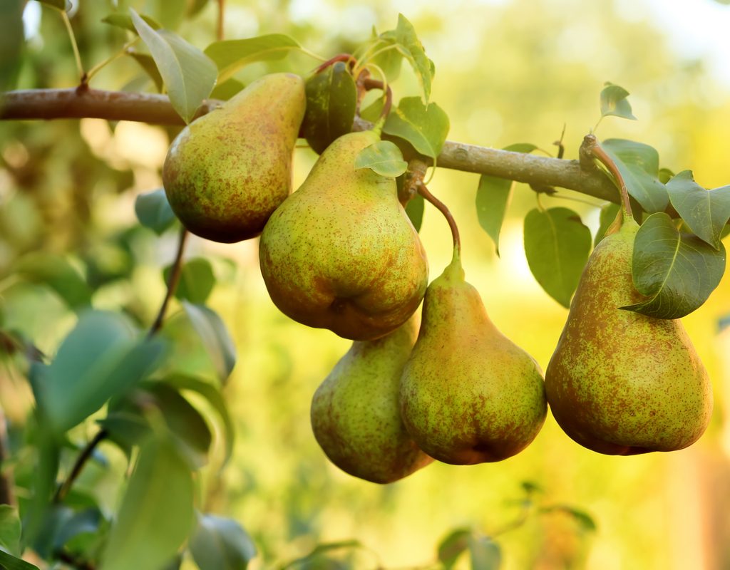 Pear tree branch with ripe pears