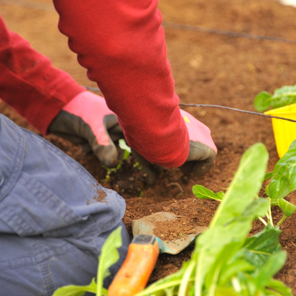 A person crouched in a garden, digging. A small yellow bucket next to them has a plant in it.
