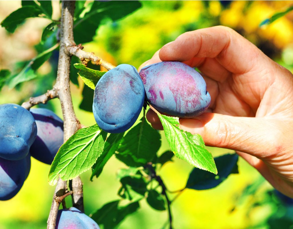Close-up picking plums from a tree