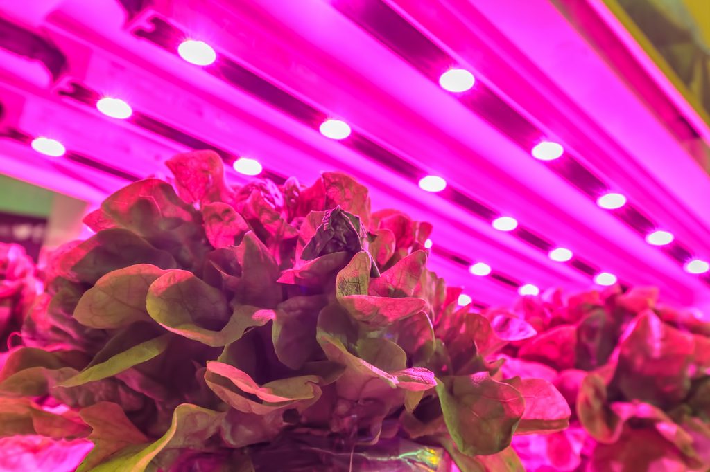 Purple grow lights over plants