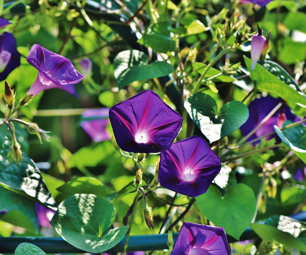 A vine of purple morning glories