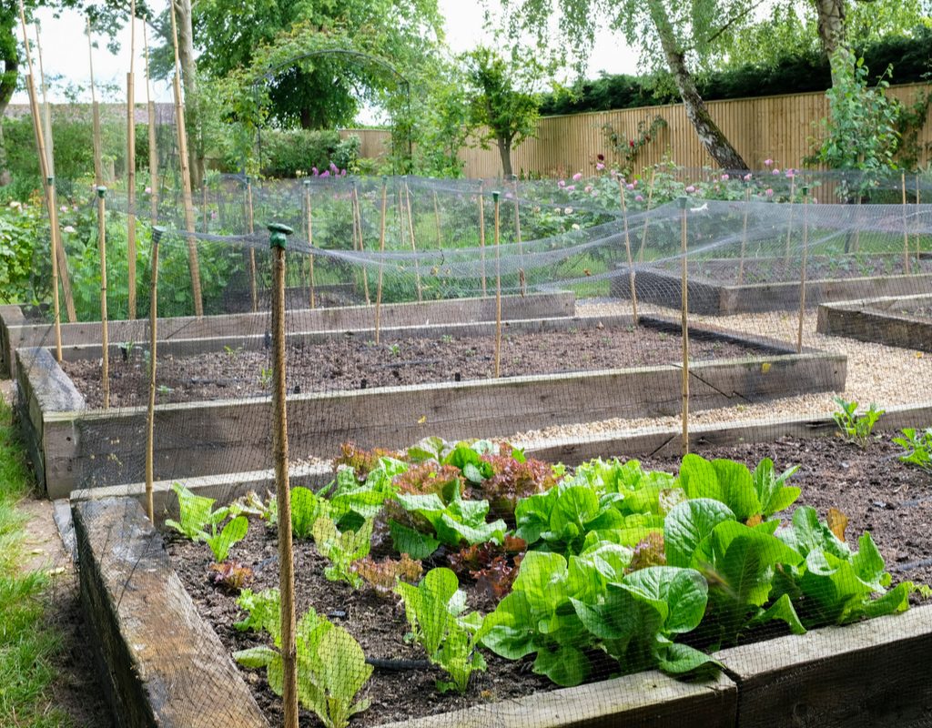 Raised garden beds with wooden walls, surrounded by bug nets