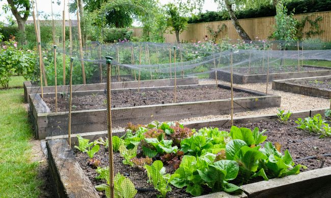 Raised garden beds with wooden walls, surrounded by bug nets