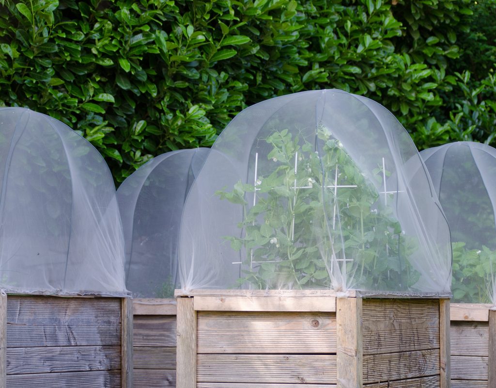 Raised gardens with wooden sides. The plants are covered in a protective netting.