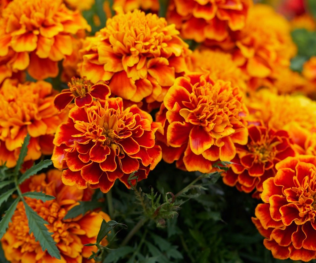 Red and gold marigold flowers