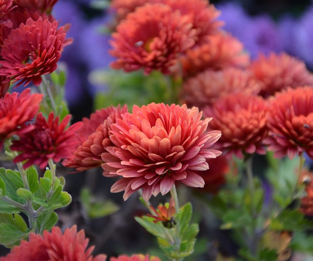 A chrysanthemum plant with several round, reddish-pink flowers