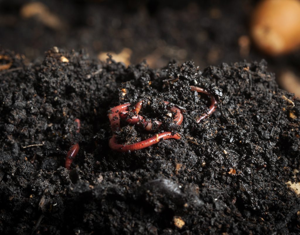 Dark soil with small red worms