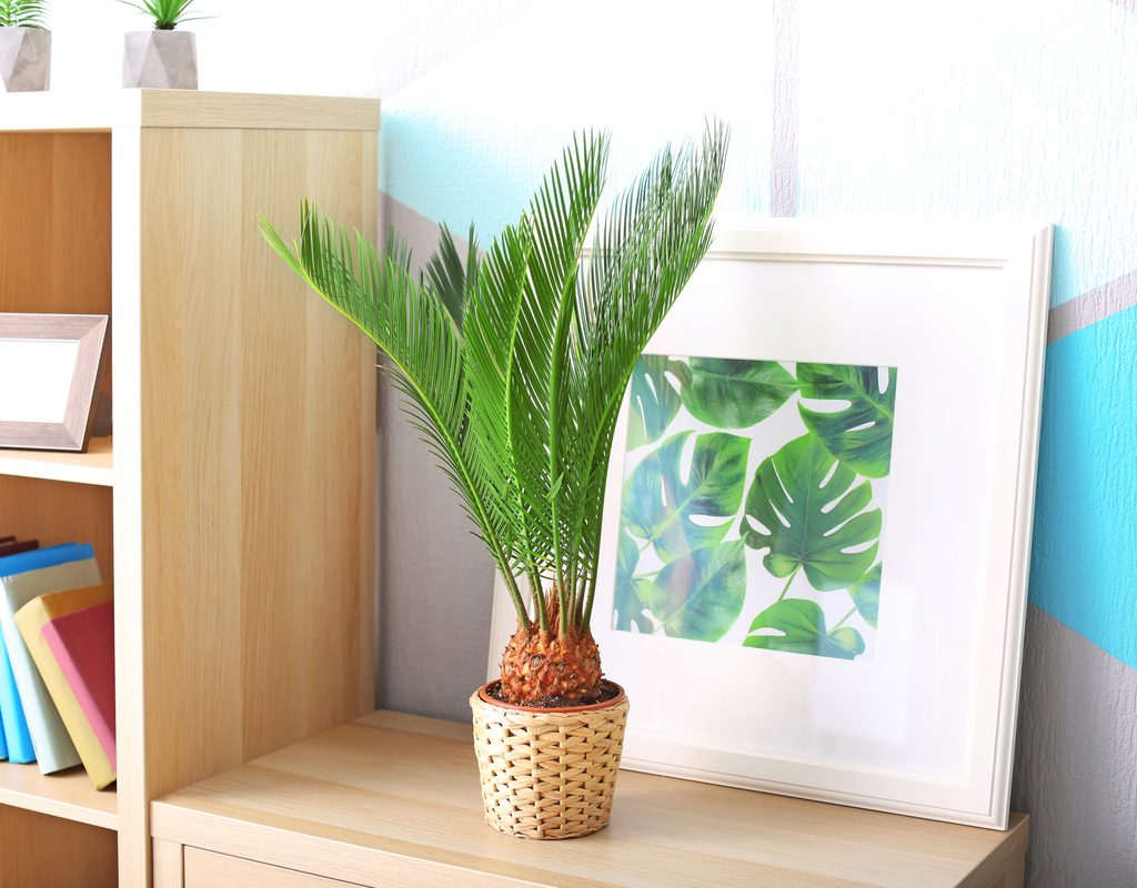 A small sago palm in a pot designed to resemble a wicker basket. It sits on a table of light wood, next to a bookshelf of the same wood. The wall behind it has a dacorative pink, blue, and white triangular pattern.