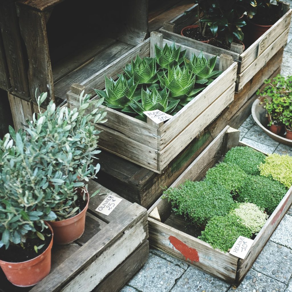Several wooden boxes with potted plants lined up inside