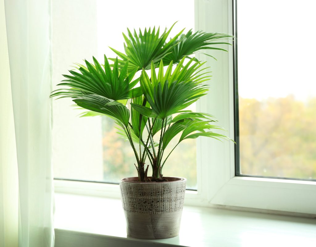 Small palm tree with fan shaped leaves in a gray pot on a window sill.